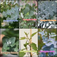 เมล็ดพันธุ์ Eucalyptus ยูคาลิปตัสใบประดับ ใบกลม จัดช่อดอกไม้ ซุ้มงานแต่ง 12 เมล็ด