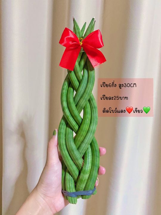 ว่านงาช้าง แบบถักเปีย6กิ่ง สูง30cm✨ ไม้มงคล ไม้ฟอกอากาศ💖☘️