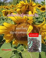 { เมล็ดพันธุ์ ทานตะวันแมมมอธ 300เมล็ด }ดอกใหญ่ให้ผลผลิตสูง