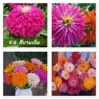 เมล็ดพันธุ์ ดอกบานชื่น แคคตัส สีบานเย็น (Zinnia Cactus elegans) บรรจุ 60 เมล็ด