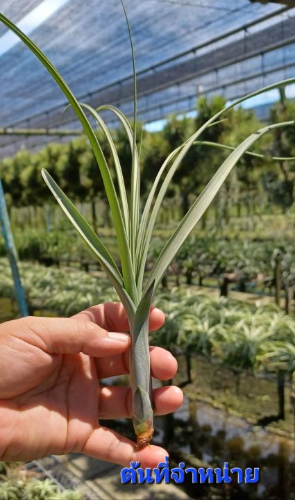 tillandsia-balbisiana-ไม้รากอากาศทรงสวย