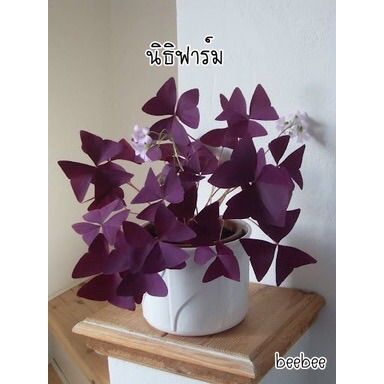 ต้นดอกผีเสื้อราตรี (Oxalis)  ดอกไม้ทานได้ พร้อมกระถาง 5 นิ้ว เลี้ยงง่าย โตไว สวยและน่ารักมาก