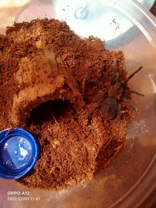 good substrate for tarantula Lazada PH