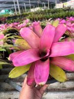 Sexy Pink#ชมพูหวานๆ#เกาะต้นไม้#สับประรดสี# Bromeliad #ต้นไม้สวยงาม# ไม้ประดับ# ตกแต่งสวน# ปลูกตกแต่งบ้านหรือคอนโด# ไม้มงคล# ขายราคาถูก #ถอดรากส่งนะคะ#เกาะตอ