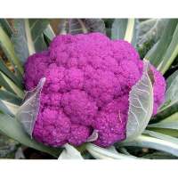เมล็ดพันธุ์ กะหล่ำดอก ม่วง ( purple cauliflower seeds ) บรรจุ 50 เมล็ด