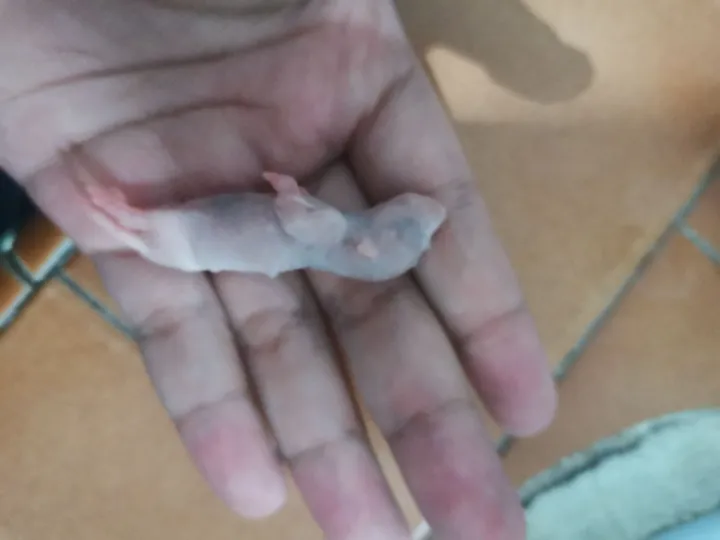 Frozen Pinky Rat Lazada