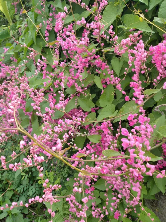 termurah bibit tanaman rambat hias bunga air mata pengantin warna pink matang vegetasi favorit lebah/klanceng/trigona | Lazada Indonesia