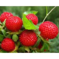 เมล็ดพันธุ์ สตอเบอรี่ป่า ( wild strawberry seeds ) บรรจุ 15 เมล็ด