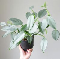 Philodendron Silver สวอด หรือ ฟิโลดาบเงิน?