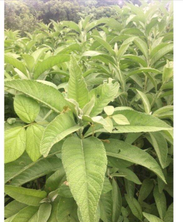 Fresh Organic Sambong Leaves(100grams) | Lazada PH