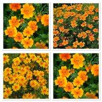 เมล็ดพันธุ์ ดาวเรือง เลม่อนเจ็ม สีส้ม ( Lemon Gem Tagetes ) บรรจุ 20 เมล็ด เป็นดาวเรืองสายพันธุ์ใหม่ที่สามารถทานได้