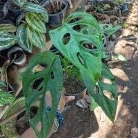 ต้นพลูฉลุ(Monstera obliqua)ลักษณะอ่อนละเล็ก มีข้อปล้องตลอดลำต้น มักจะเลื้อยพันไปตามไม้ค้ำยัน ต้นไม้ใกล้เคียง หรือวัตถุที่สามารถยึดเกาะได้ มีรากพิเศษงอกออกมาตามข้อปล้องนิยมนำมาตกแต่งบ้านเพื่อเพิ่มความสวยงาม  สร้างบรรยากาศให้บ้านสดชื่น ร่มรื่น