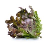 เมล็ดพันธุ์ ผักสลัด เรดโอ๊ค (Red Oak Lettuce Seed) บรรจุ 500 เมล็ด