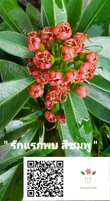 ต้นรักแรกพบ สีชมพู_ไม้มงคล และ ไม้ดอก และไม้ประดับ_ช่วยเสริมสิริมงคล_บรรจุกระถาง 10 นิ้ว