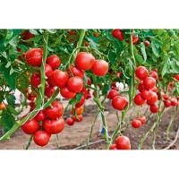 เมล็ด มะเขือเทศ เอซ55 (Ace 55 Tomato Seed) บรรจุ 10 เมล็ด มะเขือเทศ