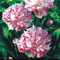 เมล็ดพันธ์ุ ดอกโบตั๋น หรือ พิโอนี สีชมพู ปน แดง ( Rare Chinese Peony Seed :Pink&amp;Red) บรรจุ 5 เมล็ด