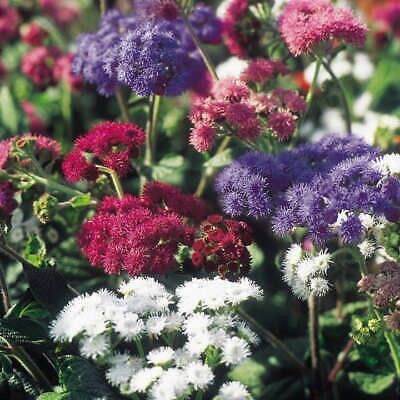 อะเจอราตุ้ม-ageratum-บรรจุ-100-เมล็ด