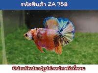 ปลากัดนีโม่ สีหวานๆ เพศผู้ ขนาด1.4-1.5นิ้ว