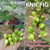 มะเดื่อฝรั่งลูกลายสวย  BNR Fig (Bordissort Negra Rimada) เสียบตอป่า