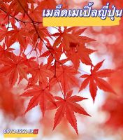 เมล็ดพันธุ์ Maple Bonsai เมเปิ้ลญี่ปุ่น บรรจุเมล็ด 20เมล็ด