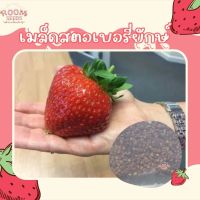 เมล็ดพันธุ์ สตรอว์เบอร์รี่ ไจแอนท์ 20 เมล็ด Strawberry Giant Seeds เมล็ดพันธุ์แท้100% เมล็ดนำเข้า สตรอเบอร์รี่ ยักษ์