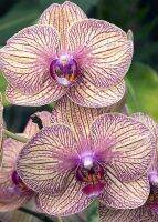 ฟาแลนนอป(Phalaenopsis Orchid) ??ยอดนิยม??จัดส่งทั้งกระถางสีดอกตามภาพ