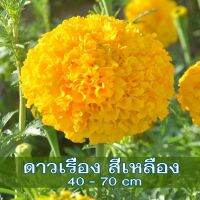 พร้อมส่ง?) ปลูกในกระถางได้100+เมล็ด 59.- สุดคุ้ม ดาวเรือง Marigold เหลือง เหลืองเข้ม พันธุ์แท้ PO นำเข้า