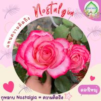 กุหลาบ Nostalgia แทนความคิดถึง ดอกใหญ่ ชมพูไล่สี กลิ่นหอม แบบถุง