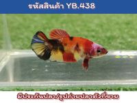 ปลากัดนีโม่ แม่พันธ์เกรด พร้อมรัดไข่แน่นๆ ขนาด 1.4-1.5นิ้ว