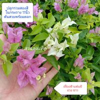 เฟื่องฟ้า แฟนซีสองสี ม่วงขาว Bougainvillea ดอกกระดาษ Paper flower ต้นเฟื่องฟ้า ไม้ดอก กินได้ ต้นใหญ่กระถาง11นิ้ว สวนลุงแท็ค