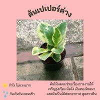 ต้นเปเปอร์ด่าง