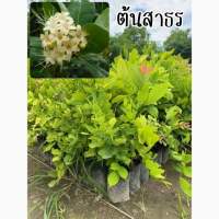 ต้นสาธรความสูง40-60ซม. ขั้นต่ำ3ต้นคละต้นอื่นได้