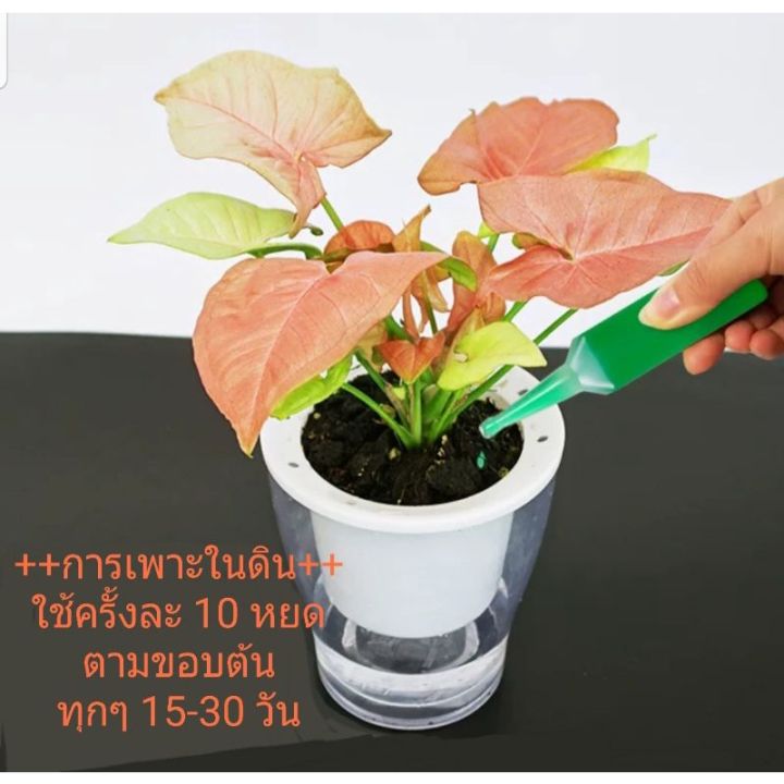 สารที่ช่วยฟื้นฟู-บำรุง-ราก-ดอก-ใบ-ให้กลับมาแข็งแรงอีกครั้ง-เป็นไฮโดรโปนิกส์