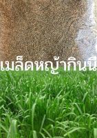 เมล็ดหญ้าพันธ์ุกินรีขนาด1ก.ก