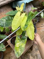 ฟิโลเดนดรอนเบอร์เบิ้ลมาร์ค (Philodendron burle marx variegeted)