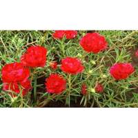 เมล็ดพันธุ์ แพรเซี่ยงไฮ้ สีแดง ( Red Mose Rose Seed ) บรรจุ 50 เมล็ด คุณนายตื่นสาย