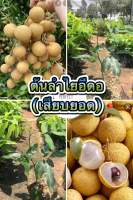 ต้นลำไยพันธุ์อิดอ(เสียบยอด)