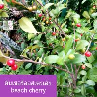 ต้นเชอร์รี่ออสเตรเลีย beach cherry tree ในถุงเพาะชำ มีผลสีแดง รสชาดหวาน