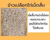 ข้าวเปลือกเมล็ดสั้น ข้าวเปลือกเม็ดสั้น ข้าวเปลือกไก่ชน ข้าวพวง ***แบ่งบรรจุ ?พร้อมส่ง