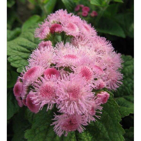 อะเจอราตุ้ม-ageratum-บรรจุ-100-เมล็ด