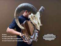 Mouflon แกะป่ายุโรป ความงามจากธรรมชาติ แกะป่าขนาดใหญ่ที่หาชมได้ยาก ไม่ผิดกฎหมาย แกะสายพันธุ์นี้ยังคงแพร่กระจายพันธุ์อยู่ทั่วยุโรป กระโหลกจริง เขาแท้พาลีเขาสวยงามมากๆ ย้ำ❗️ไม่ใช่เรซิ่น