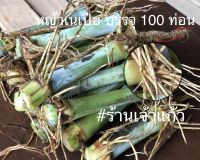 หญ้าเนเปียร์ ท่อนพันธุ์ ออร์แกนิค บรรจุ 100 ท่อน (เหมาะให้เป็นอาหาร หมู พ็อตเบลลี่ วัว ควาย แพะ ม้า ไก่ เป็ด บดให้ปลากิน (มีรากและไม่ทีรากผสมคละกัน)