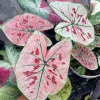 บอนสี สตรอเบอร์รี่สตาร์ ??(Caladium Strawberry Star) กระถาง 4นิ้ว