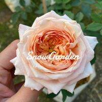 กุหลาบ ? Charles de nervaux rose  กุหลาบ ฝรั่งเศษ ทรงพุ่ม กลิ่นหอมแรงกลีบแน่น ดอกพวง ออกดอกตลอดปี แบบถุง