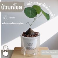 บัวบกโขด ต้นบัวบกโขด Stephania erecta พร้อมกระถางพลาสติกแบบไม่ต้องรดน้ำ คัดต้นสวย น่ารักพร้อมเลี้ยงต่อเลยค่าส่งไวมากก