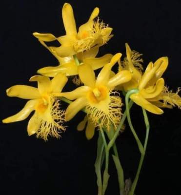 เอื้องคำฝอยปายหายาก1ต้น3-4กิ่งดอกสวยแปลกสีเหลือง
มันวาวปากเป็นฝอยน่ารักดอกมีกลิ่นหอมฟุ้ง