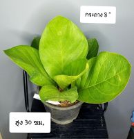 เศรษฐีเงินหนา(ใบกลม) Anthurium
ฟอร์มสวย, ส่งต้นจริงตามที่ลูกค้าเลือกค่ะ