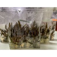 Cryptocoryne wendtii Brown (T/Cเนื้อเยื่อ)