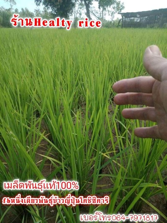 เมล็ดพันธ์ข้าวญี่ปุ่นโคชิฮิคาริเเท้100-เมล็ดพันธ์คัดสรรเป็นอย่างดีขึ้นทะเบียนสินค้าotopอำเภอโพนนาเเก้วจังหวัดสกลนคร