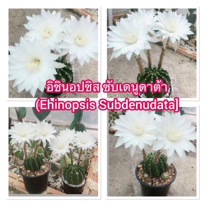 แคคตัสอิชินอปซิส ซับเดนูดาต้า  (Ehinopsis Subdenudata] 2 ต้น คู่